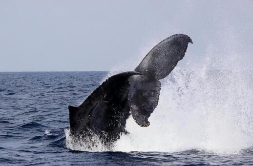 Whale, JPG Whale, JPG
