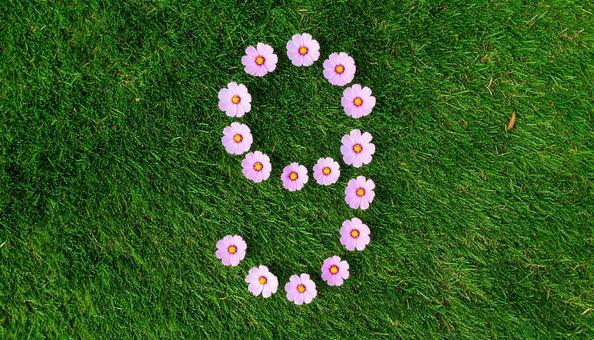 コスモスの9 コスモスの9の写真