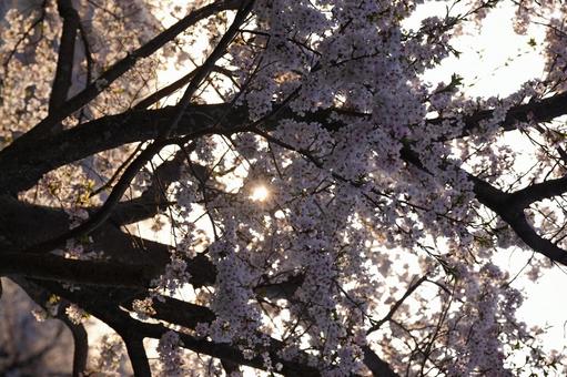 桜便り 桜便りの写真