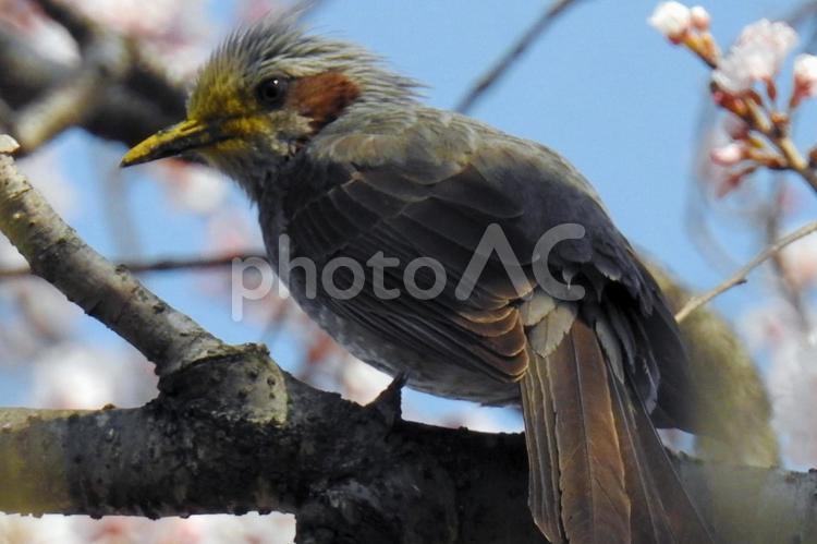 桜の枝にとまるヒヨドリ 桜,花見,３月の写真素材