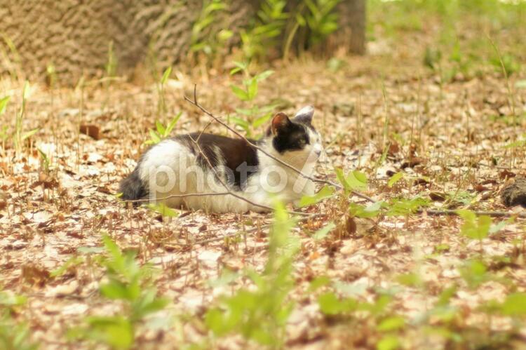 草むらに佇む野良猫 野良猫,猫,草むらの写真素材