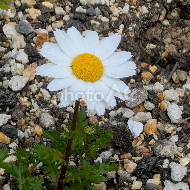 美しいマーガレットの花 マーガレット,花,野草の写真素材