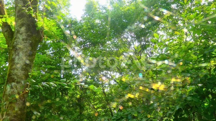 木漏れ日 木漏れ日,春,背景の写真素材