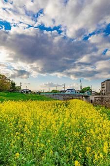 菜の花と春の空 菜の花と春の空 菜の花,花,自然の写真素材