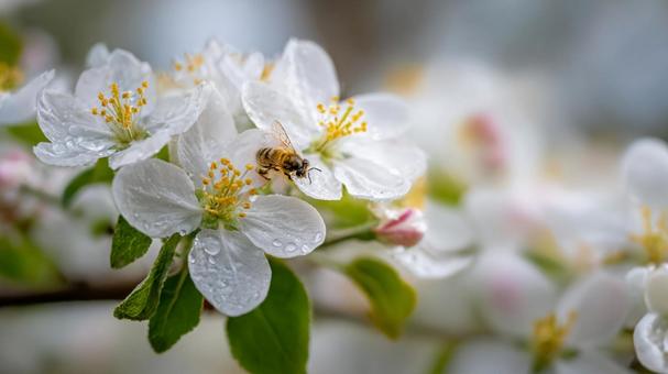 生命の循環:美しいリンゴの花と一匹の蜂 生命の循環:美しいリンゴの花と一匹の蜂の写真