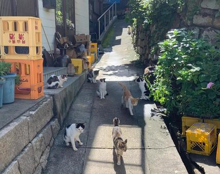 ネコが集まる道 ネコが集まる道 ネコ,動物,生き物の写真素材
