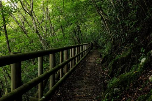 四国カルスト 天狗高原セラピーロード 四国カルスト 天狗高原セラピーロード 四国カルスト,天狗高原,セラピーロードの写真素材