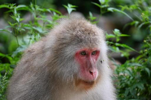 ニホンザル ニホンザルの写真