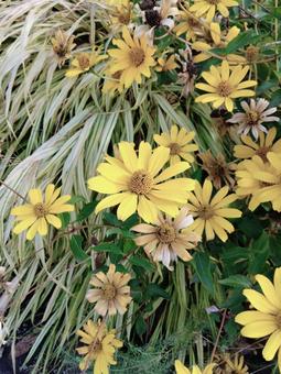 花 花,黄色,フラワーの写真素材