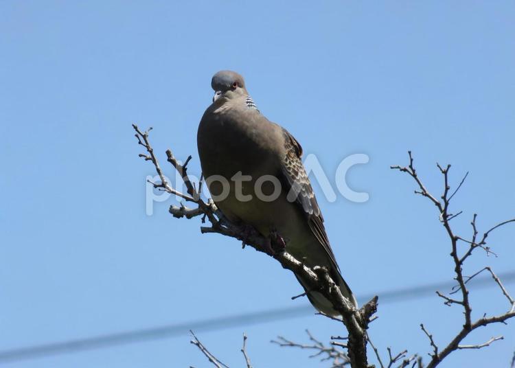 木の上にとまる鳩 動物,鳥,鳩の写真素材
