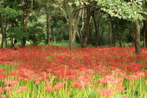 cluster of cluster amaryllis, cluster amaryllis, higambana, do not worry, JPG