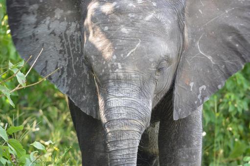 ゾウの顔のアップ チョベのサファリ ゾウの顔のアップ チョベのサファリ ゾウ,アフリカゾウ,チョベの写真素材