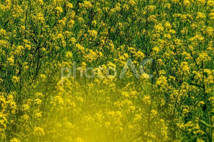 一面に咲く菜の花 春,河川敷,アブラナの写真素材