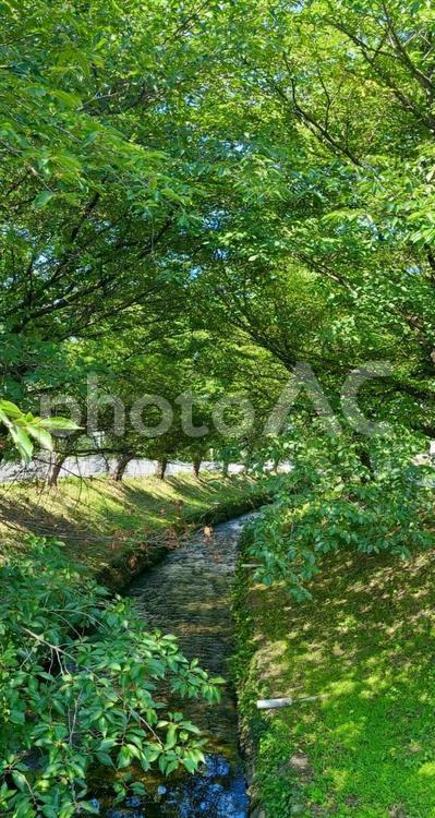 木に覆われた水路 川,水路,青空の写真素材