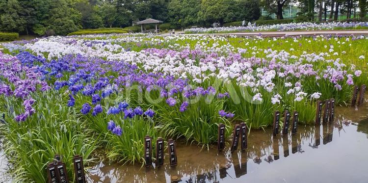 どの名前に惹かれましたか？相模原菖蒲園 菖蒲の花,風景,自然の写真素材