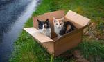 段ボールと捨て猫２ 猫,子猫,遺棄の写真素材
