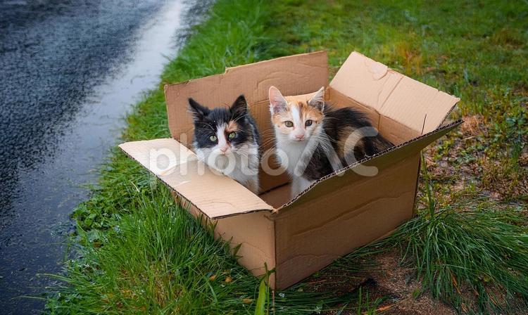 段ボールと捨て猫２ 猫,子猫,遺棄の写真素材