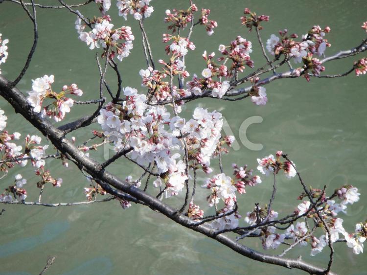 大岡川の桜 桜,大岡川の桜,川辺の写真素材