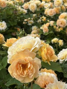黄色いバラ(ハニーパフューム)No.3 黄色いバラ(ハニーパフューム)No.3 薔薇,バラの花,黄色いバラの写真素材