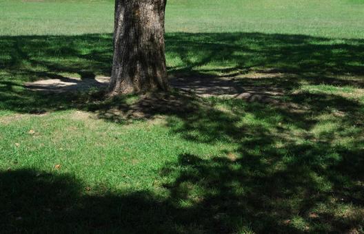 公園の木陰 公園の木陰の写真