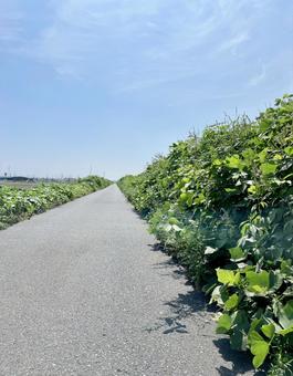 初夏の散歩道は続くよ 道,道路,散歩道の写真素材