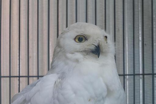 シロフクロウ シロフクロウ 上野動物園,シロフクロウ,鳥類の写真素材