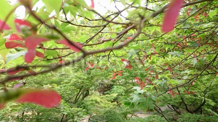 赤いもみじの種 もみじ,もみじの種,木の写真素材