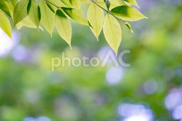 新緑と大きくボケた背景 緑,グリーン,背景の写真素材