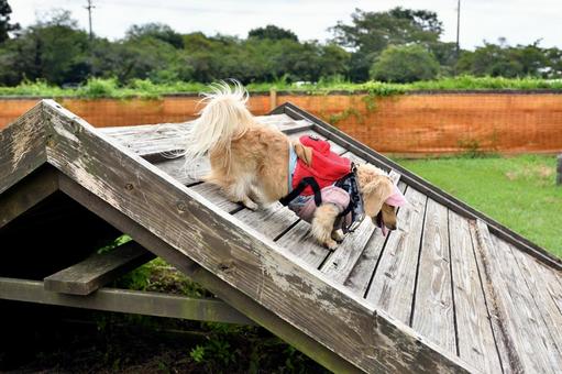 アジリティーをする犬 アジリティーをする犬 生き物,動物,犬の写真素材
