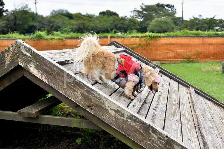 アジリティーをする犬 生き物,動物,犬の写真素材