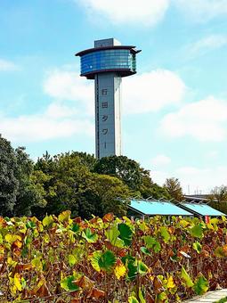 行田タワー(古代蓮会館) 行田タワー,古代蓮会館,埼玉県行田市小針の写真素材