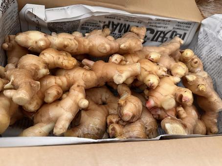 生姜 生姜 しょうが,ginger,たくさんの生姜の写真素材