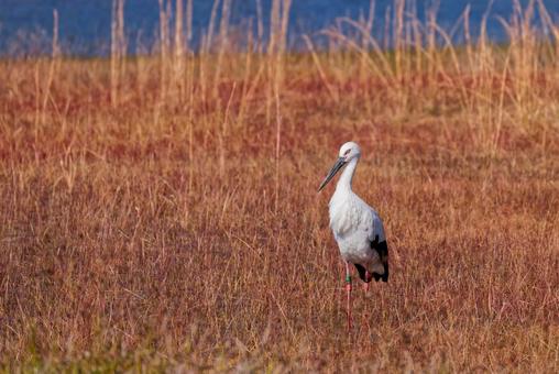 秋のコウノトリ コウノトリ,鸛,幸せを運ぶ鳥の写真素材