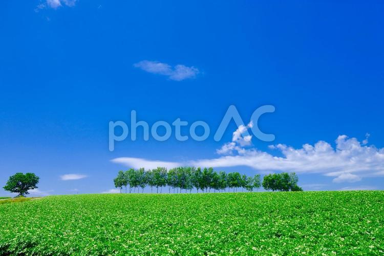 青空と防風林 防風林,青空,美瑛町の写真素材