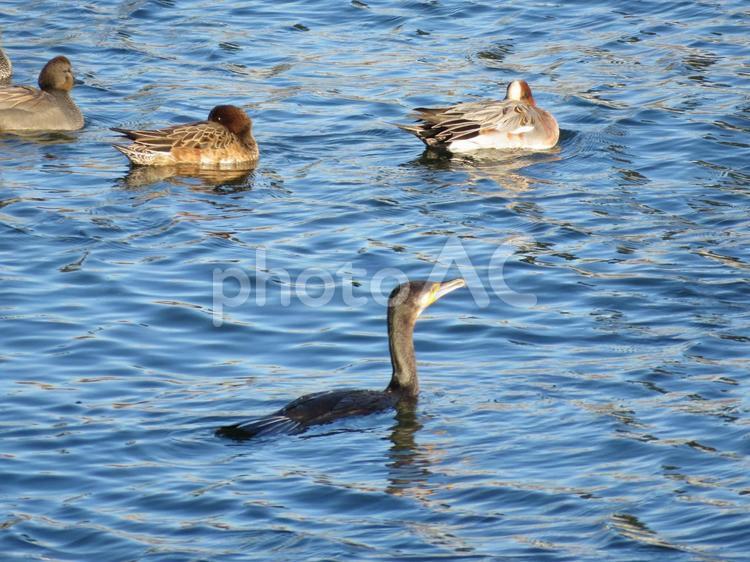 カワウとオカヨシガモ カワウ,オカヨシガモ,野鳥の写真素材