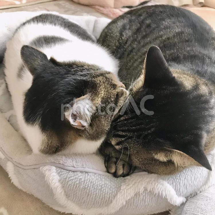 仲良く眠る2匹の猫ちゃんの頭 猫,家猫,保護猫の写真素材