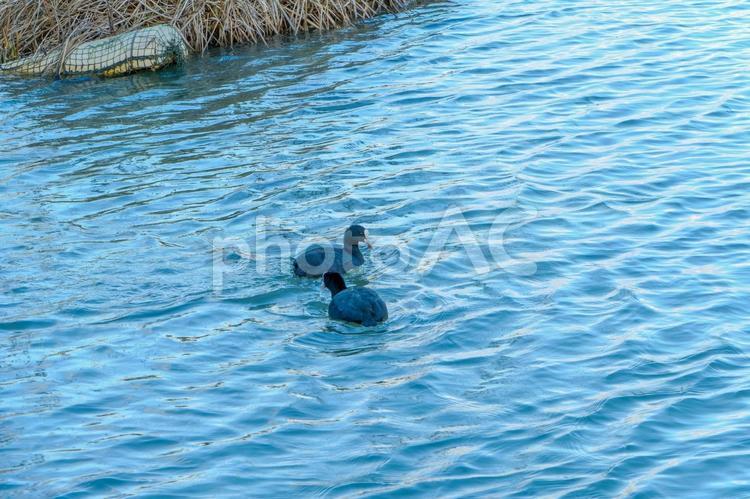 オオバンの二羽が水面を泳ぐ静寂な瞬間 オオバン,水鳥,湖の写真素材