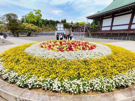 成田山新勝寺 円形の花壇 成田山新勝寺 円形の花壇 成田山,新勝寺,花壇の写真素材