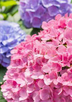 紫陽花 紫陽花の写真