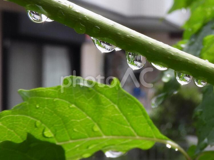 雨上がりの贈り物 雨滴の詩,水玉光る,水玉の詩の写真素材