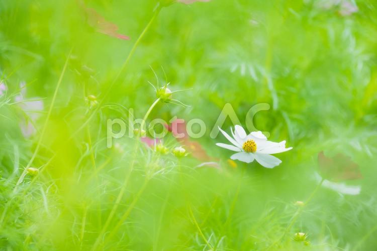 コスモス畑の中でふんわりと白い花 コスモス,花,ふんわりの写真素材