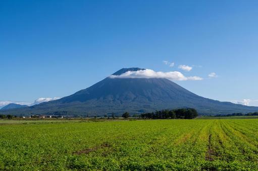 広大な緑の畑と雄大な初秋の羊蹄山 広大な緑の畑と雄大な初秋の羊蹄山 羊蹄山,山脈,白の写真素材