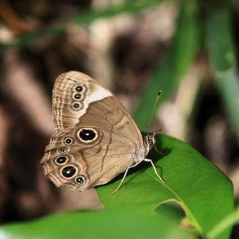 クロヒカゲ クロヒカゲの写真