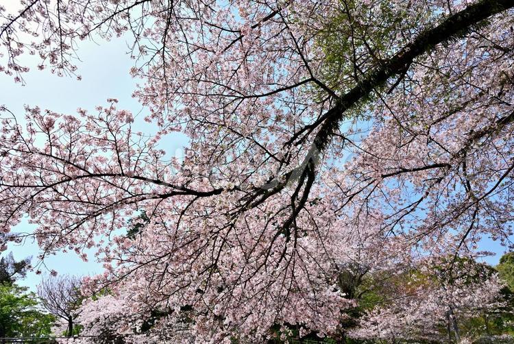 一斉に咲いた桜 さくら,飯山,晴れの写真素材