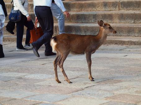 南大門前に立つ雌鹿 哺乳類,草食動物,奈良県奈良市の写真素材
