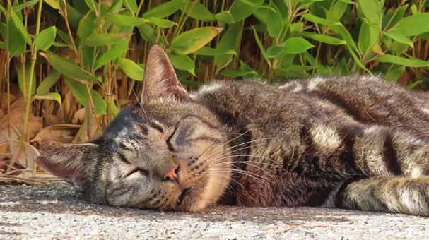 完全にやる気を失っているもふもふな脱力猫 猫,キジトラ,寝転ぶの写真素材