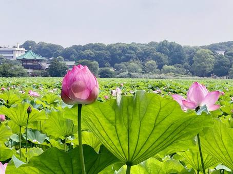 ハス ハス ハス,蓮,花びらの写真素材