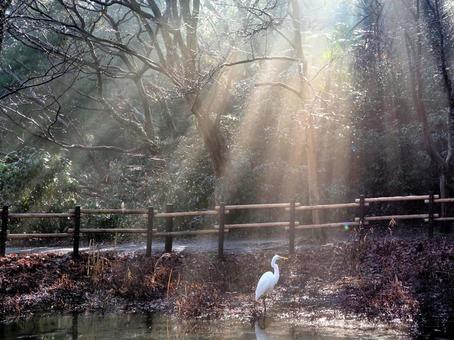 光芒のシラサギ 白鷺,ダイサギ,野鳥の写真素材