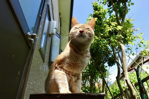 猫 猫の写真