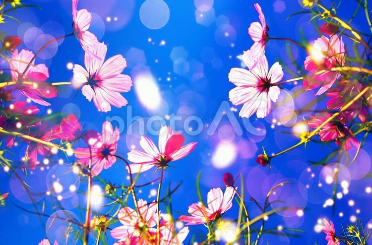 コスモス畑で秋のイメージ素材 コスモス,青空,秋桜の写真素材